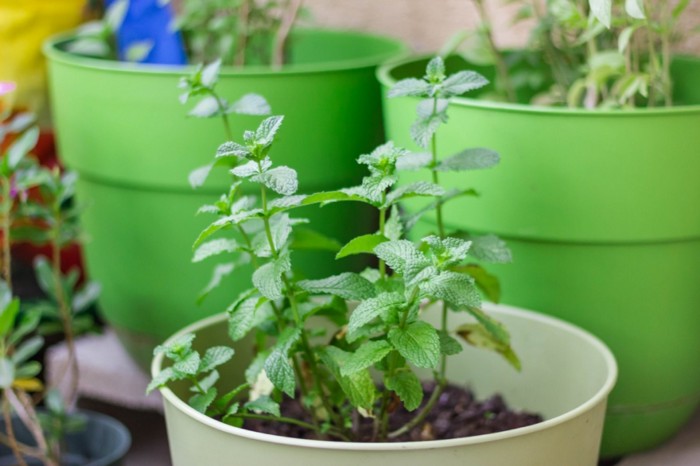 Alternative to Pesticides Hiding in Your Pantry?