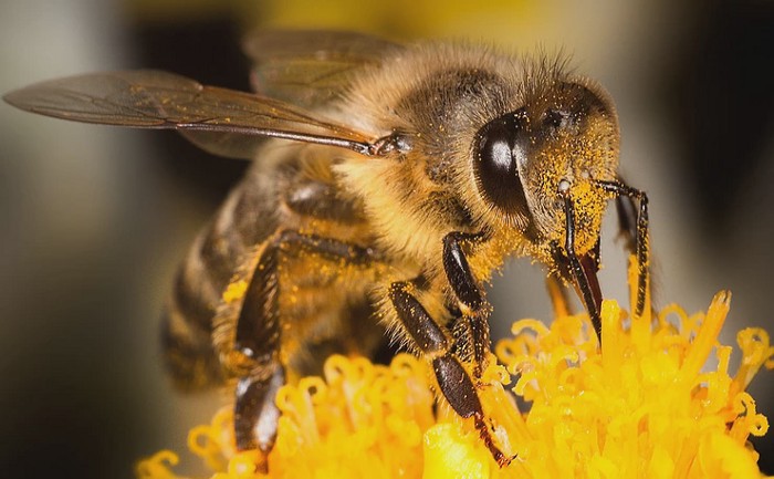 The Bee Crisis