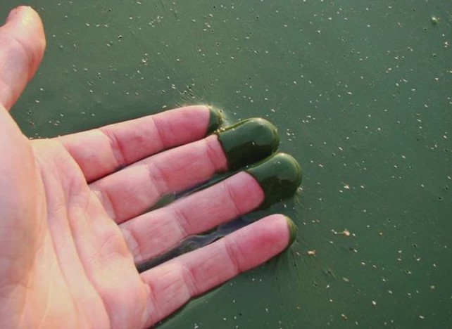 green covering