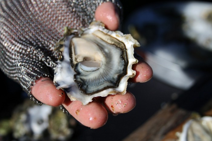 shell