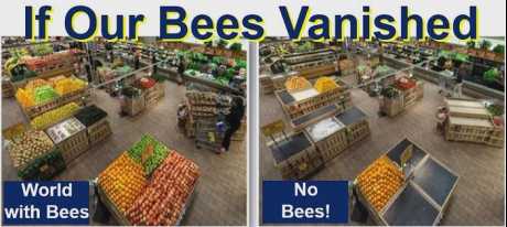 If Our Bees Vanished