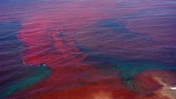 Eutrophication