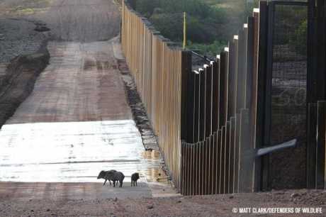 The Effect of Border Construction on Biodiversity